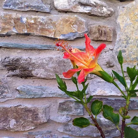 Dom wakacyjny Ionia House