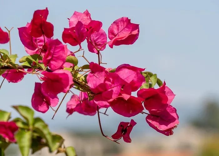 Ionia House Hébergement de vacances Selçuk