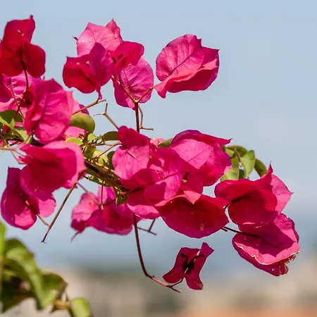 Ionia House 別荘 セルチュク